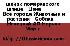 щенок померанского  шпица › Цена ­ 50 000 - Все города Животные и растения » Собаки   . Ненецкий АО,Нарьян-Мар г.